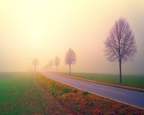 Calm trees blowing in the wind during morning hours